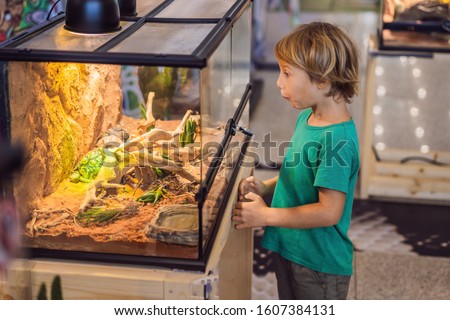 Stockfoto: Little Kid Boy Admire Big Turtles In Terrarium Through The Glass