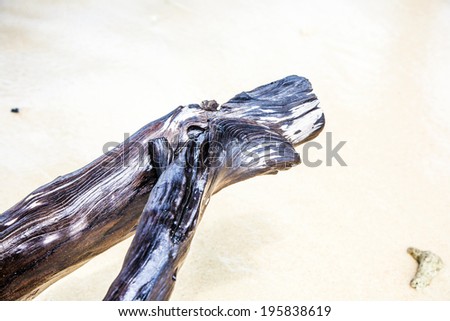 Foto stock: Beautiful Structured Wooden Roots At The Beach In Harmonic Way G