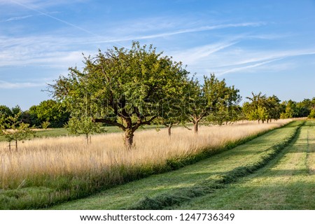 Stock photo: Beautiful Typical Speierling Apple Tree In Meadow For The German