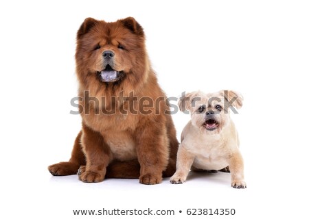 Stock foto: Studio Shot Of An Adorable Havanese And A Chow Chow