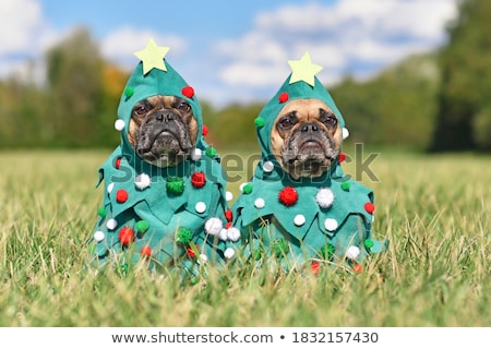 Stock foto: Grass Xmas Bauble