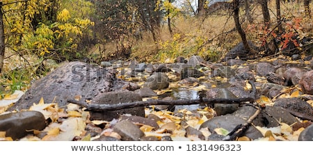 Stock photo: Autumn Leaf Coming At You