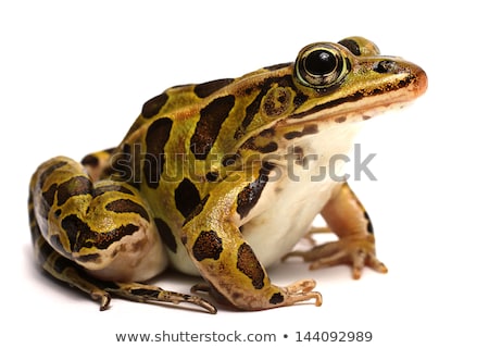 Stok fotoğraf: Leopard Frog Sitting