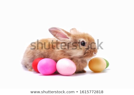 Foto stock: Small Rabbit And Eggs