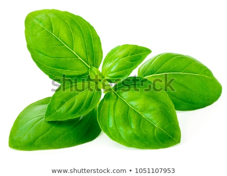 Stok fotoğraf: Basil