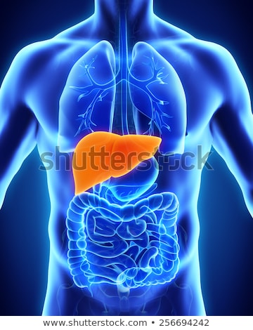 Zdjęcia stock: Human Liver Anatomy