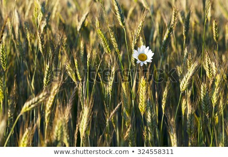 Сток-фото: Green Wheat Head In Cultivated Agricultural Field