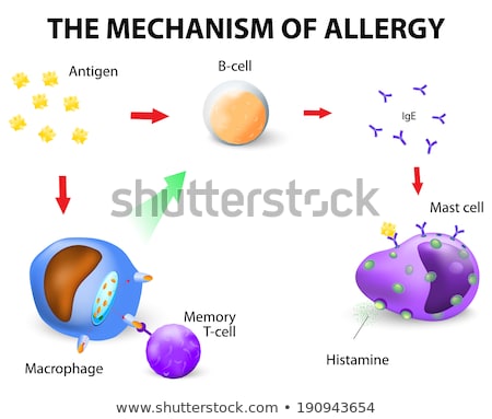 Stockfoto: Mechanism Of Allergy