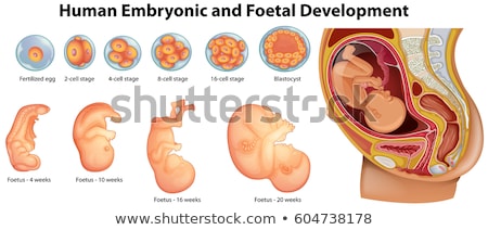 ストックフォト: Diagram Showing Kid In Woman Womb