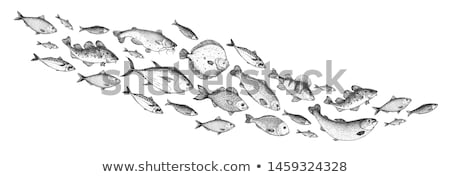 Stock fotó: Fish