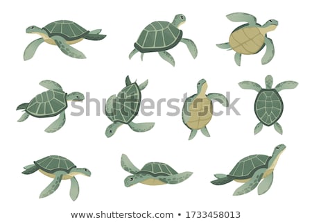 Foto d'archivio: Turtle Marine Reptile Isolated Animal Icon