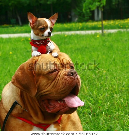 Stock foto: Mastiff And Chihuahua