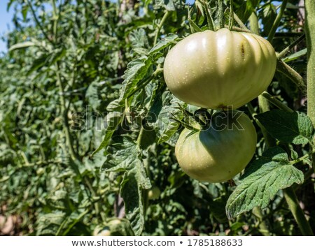 Foto stock: Tomatoes Ripening In The Plant In An Orchard