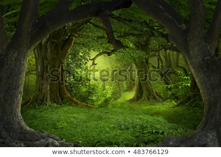 [[stock_photo]]: Tropical Green Forest Sunrise