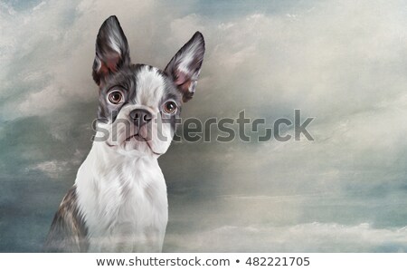 Stockfoto: Boston Terrier Dog Breed Cartoon Retro Drawing