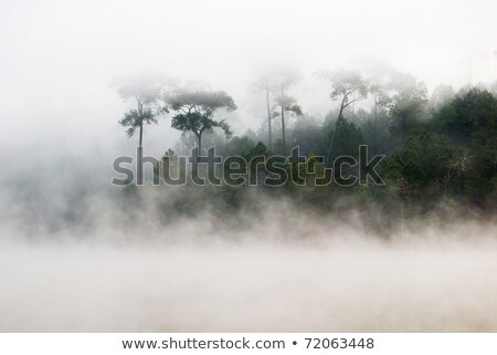 Foto d'archivio: Morning Mist Cover The Mountain Thailand