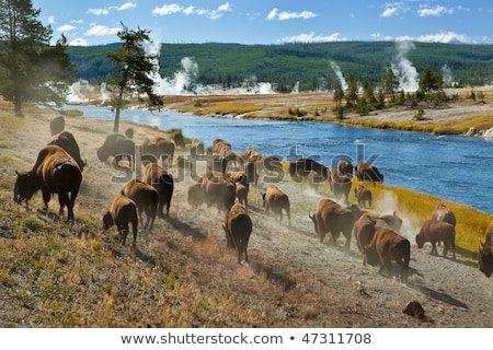 ストックフォト: American Bison In The Yellowstone National Park