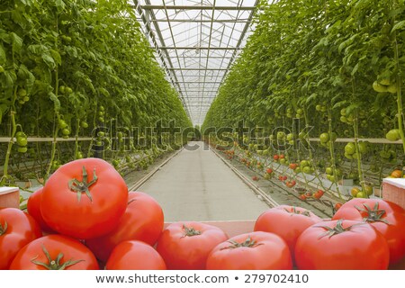 Stok fotoğraf: Tomato Cultivating In Green House