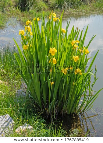 Foto stock: Iris Pseudacorus