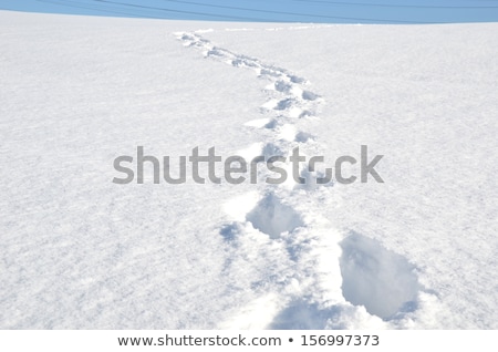 ストックフォト: Footsteps On The Snow