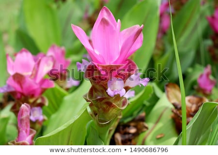 Stock photo: Curcuma Alismatifolia Or Siam Tulip Or Summer Tulip