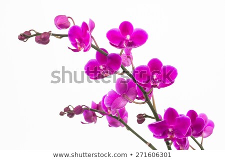 Orchid With Buds Close Up Stockfoto © Calvste