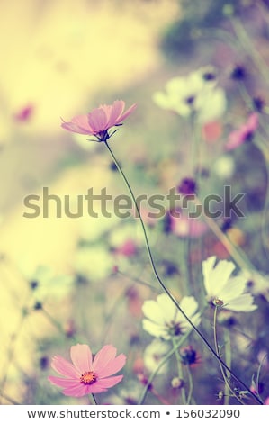 Foto d'archivio: Beautiful Tender Bouquet Of Summer Meadow Flowers