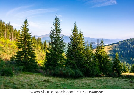 商業照片: Amazing Sunny Landscape With Pine Tree Highland Forest