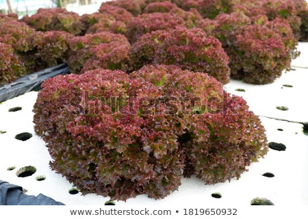 Stock photo: Red Oak Plants On Hydrophonic Farm