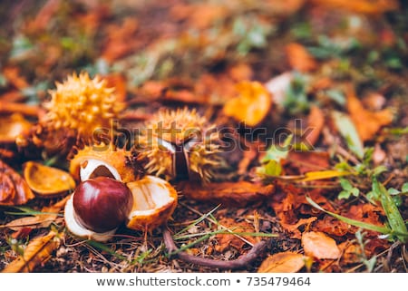 Foto stock: Fall Foliage From A Red Horse Chestnut With Conkers