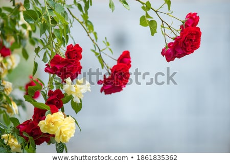 Stock fotó: Rose Thorns