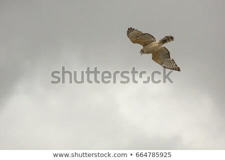 Foto stock: Hawk Flying Over The Water
