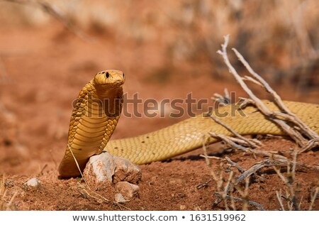 [[stock_photo]]: Ape · Cobra