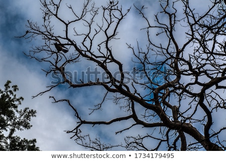 Stock foto: Bird Sitting On An Old Dead Tree