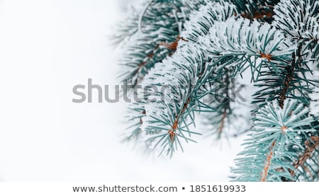 Foto stock: Spruce In Snow