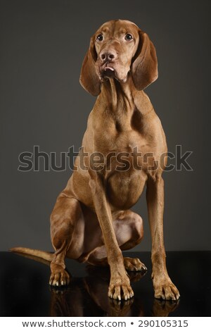 Stock foto: Hungarian Vizsla Sitting And Stcking Out His Tongue