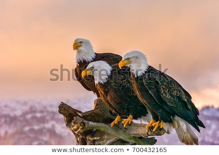 Foto stock: North American Bald Eagle