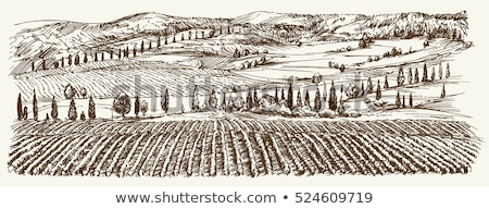 Landscape Of Hills Country Road Cypresses - Vintage Stock photo © Canicula