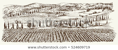 Landscape Of Hills Country Road Cypresses - Vintage Imagine de stoc © Canicula