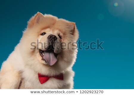 Zdjęcia stock: Closeup Picture Of A Cute Chow Chow Puppy Wearing Red Bowtie