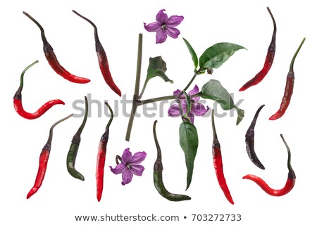 Stock photo: Purple Naga Jolokia Chile Elements Paths