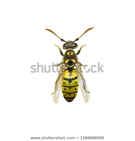 Stock photo: Yellowjacket Wasp Drawing