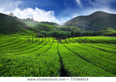 Zdjęcia stock: Amazing Landscape View Of Tea Plantation In Sunset Sunrise Time Nature Background With Blue Sky An