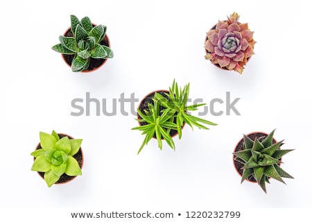 Zdjęcia stock: Variation Of Flower Pots With Succulents