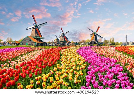 Foto stock: Windmills At Zaanse Schans In Holland On Sunset Zaandam Netherlands