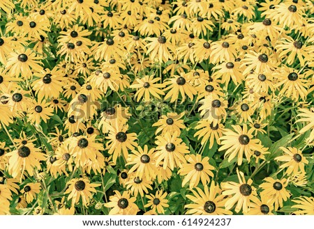 Stock photo: Yellow Cut Leaved Coneflower Prospers In The Bed