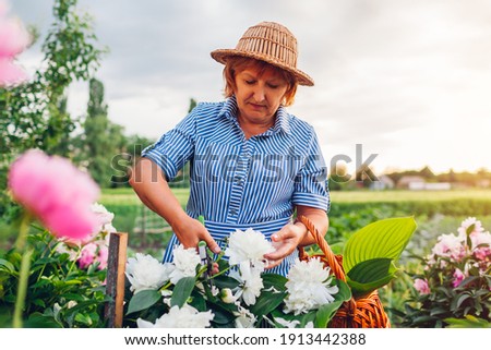 Foto stock: Senior Woman Holding Basket With Bouquet Of Flowers On Market