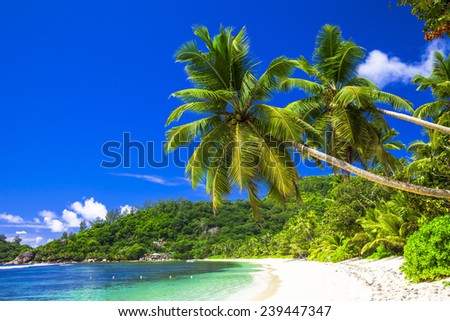 Foto d'archivio: Picturesque Landscape With A Coconut Palm Tree Rocks And Carnivorous Plants Sketch Of A Beautiful