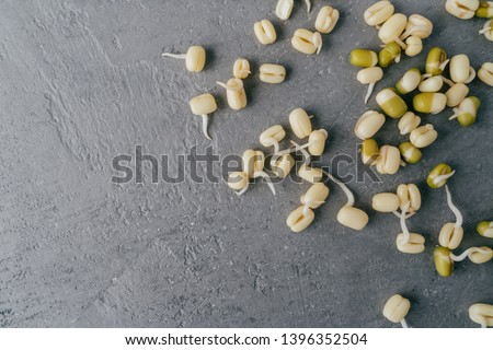 Stock photo: Grown Mung Beans Sprouts Spread Over Grey Background Ready To Cook Free Space In Left Corner For Y
