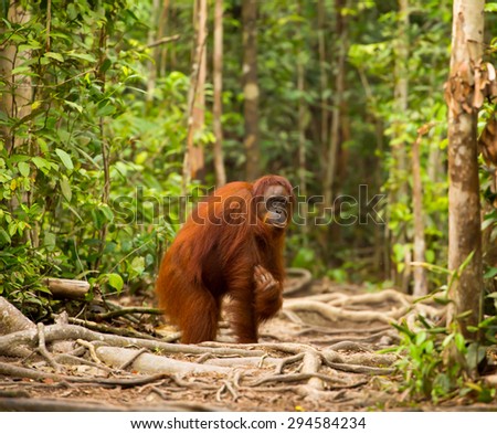 Stock fotó: A Female Of The Orang Utan In Borneo Indonesia Sitting In The Branch